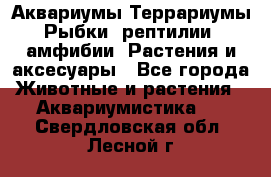 Аквариумы.Террариумы.Рыбки, рептилии, амфибии. Растения и аксесуары - Все города Животные и растения » Аквариумистика   . Свердловская обл.,Лесной г.